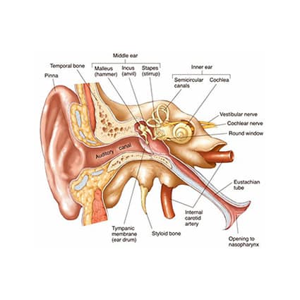 Medical ear diagram